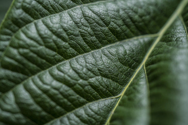 枇杷叶纹理微距照片图片下载