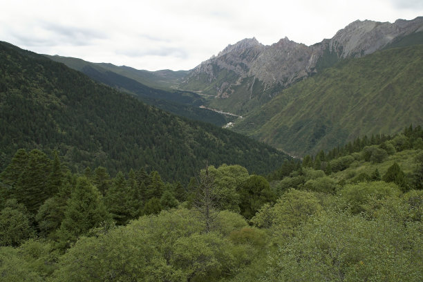 有森林的山坡和山谷的山地景观图片下载