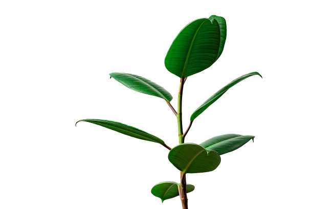 无花果树枝孤立在白色上。(天竺菩提树)图片下载