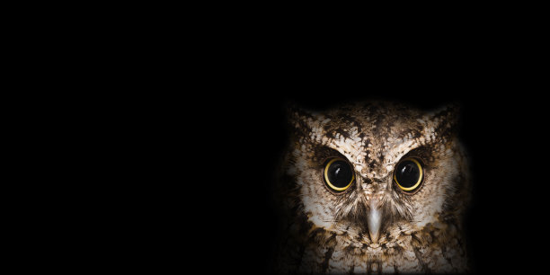 一张猫头鹰眼睛的高分辨率照片。动物的眼睛在高质量，瞳孔在细节。图片下载