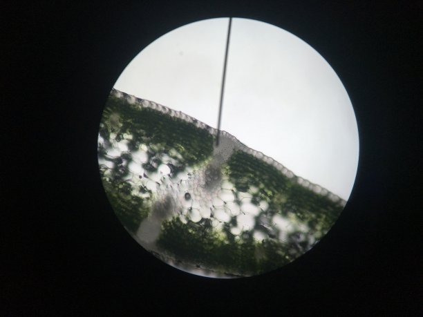 植物在显微镜下图片下载