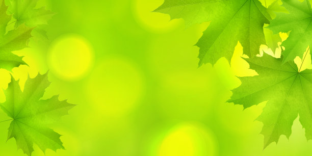 自然的绿色水平矩形背景与枫叶和树枝，矢量夏春背景素材图片