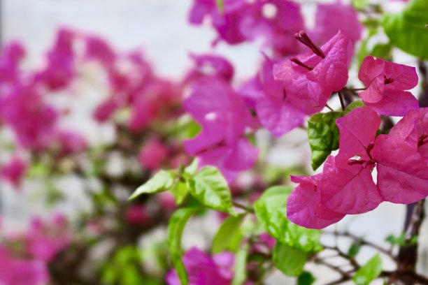 图像热带粉红色九重葛花苞近距离生长在花园公园，夏季攀缘观赏开花九重葛藤与粉红色的花，与白色的背景，印度盆栽植物照片图片下载