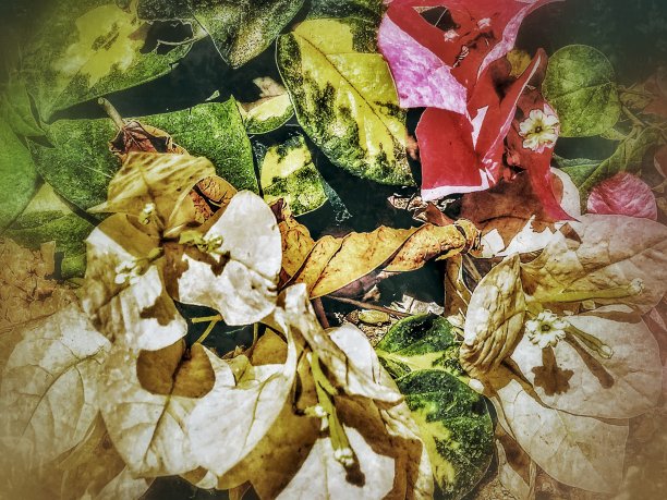 叶子和花的背景图片下载