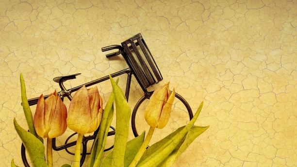 微型自行车与郁金香在简单的背景与复制空间图片下载