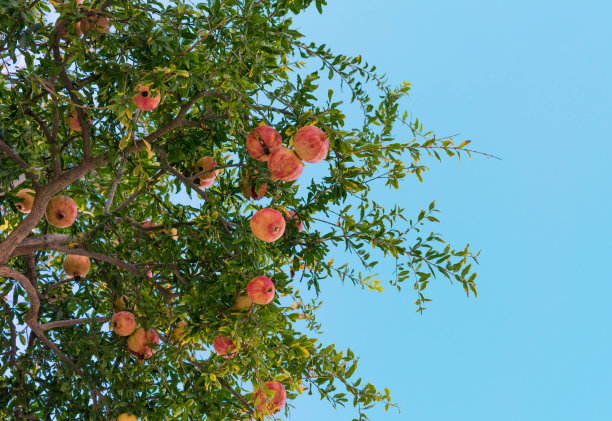 蓝天下挂在树枝上的石榴果实图片下载