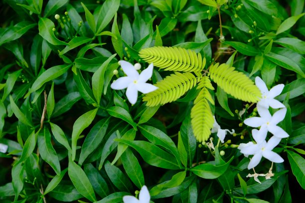 四叶草和星形花图片下载