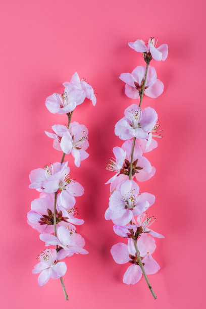 顶视图桃花在粉红色的背景图片下载