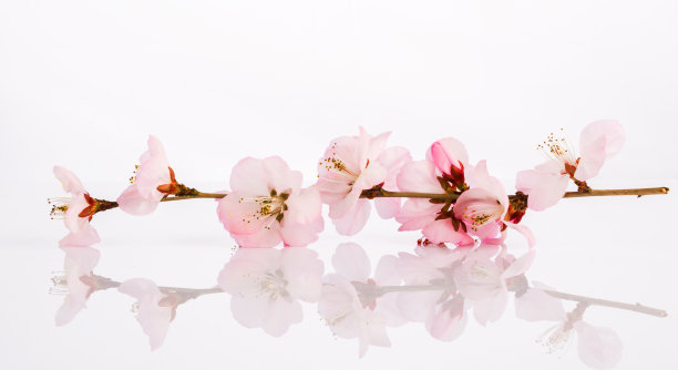 桃花花。室内,影棚拍摄图片下载