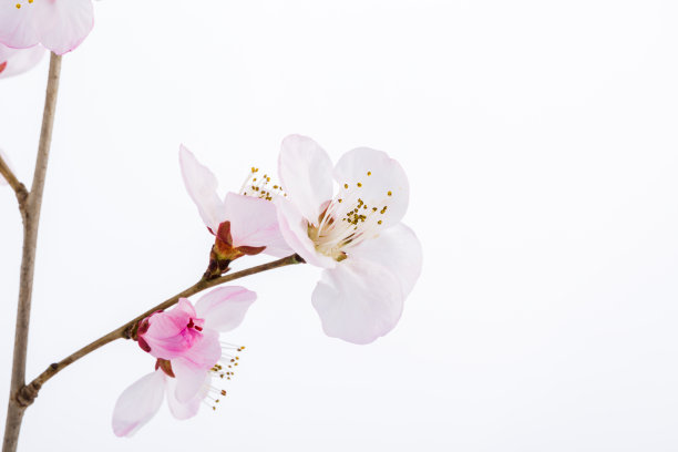 桃花花。室内,影棚拍摄图片下载