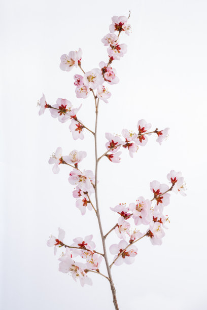 桃树枝。图片下载