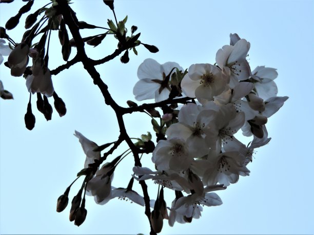 新的樱花。东京的樱花图片下载