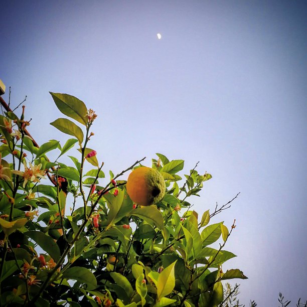 月亮柠檬图片下载