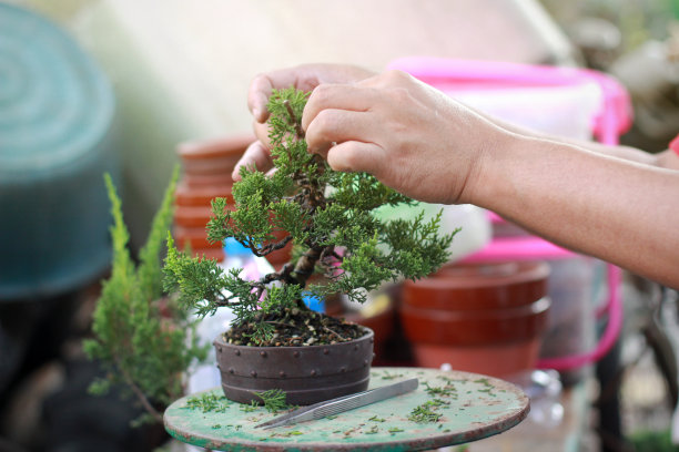 制作盆景修剪图片下载