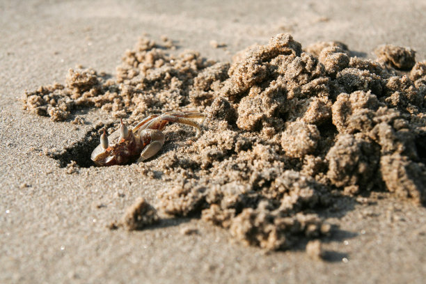 螃蟹在沙滩上挖洞图片下载