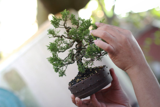 制作盆景修剪图片下载