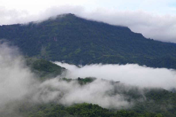 在雨季，雾在热带雨林的山上流动图片下载