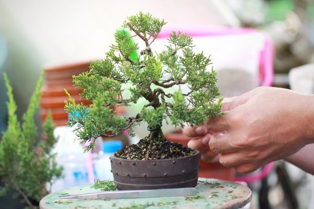 制作盆景修剪图片下载