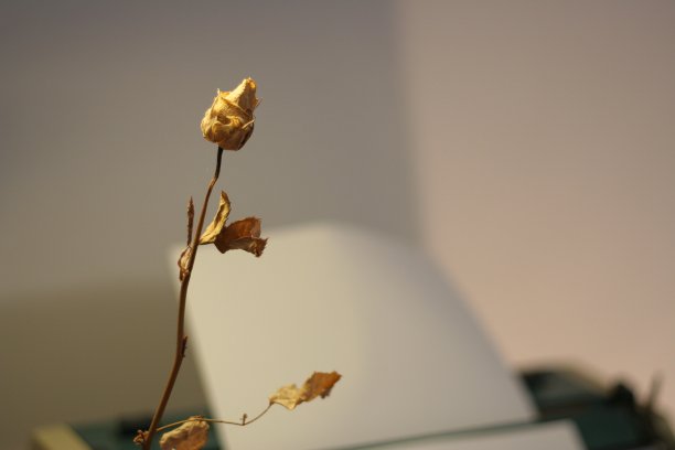 干燥的黄玫瑰图片下载