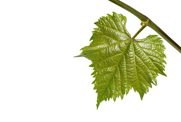 在白色背景上孤立的分枝上的年轻葡萄叶子图片下载