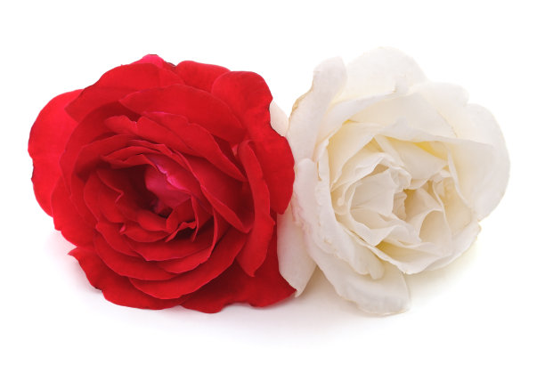 白玫瑰和红玫瑰。图片下载