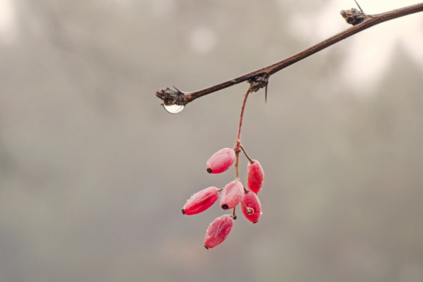 早春的时候，Barberry浆果挂在带有雨滴的树枝上。芽已经露出来了，叶还没有长出来。图片下载
