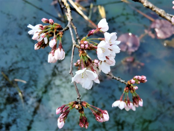 新的樱花。东京的樱花。樱花飘过水面。图片下载