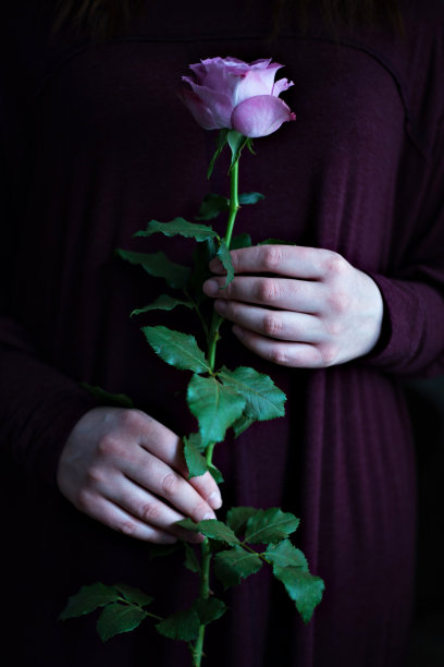 女性手中的玫瑰。在黑色的背景上，女孩手里拿着一朵玫瑰。图片下载