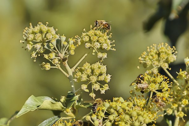 蜜蜂采集花蜜的漂亮图片。图片下载