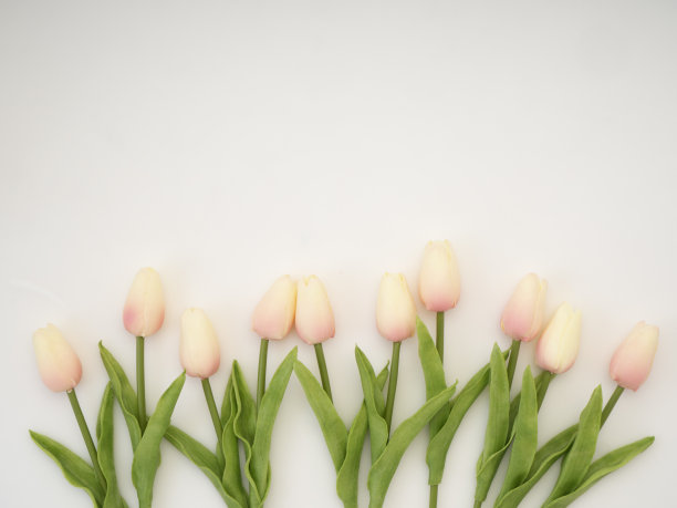 美丽的郁金香花束春天或夏天和复活节图片下载