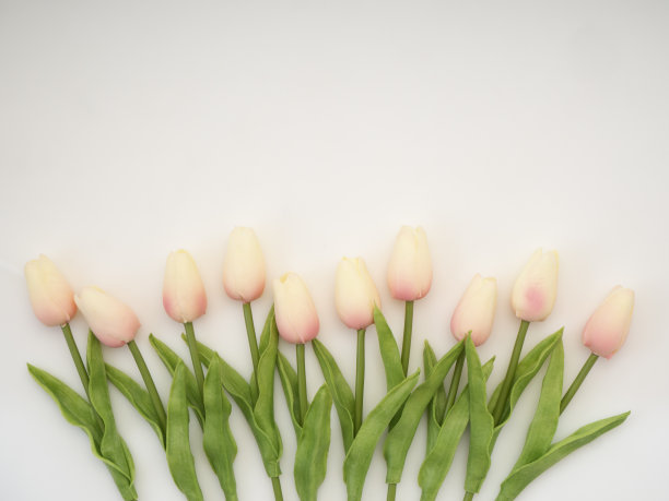 美丽的郁金香花束春天或夏天和复活节图片下载