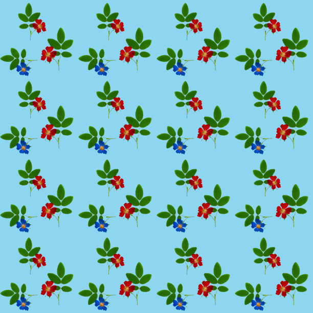 布瑞尔·罗,野玫瑰。花型纹理无缝。花背景，照片拼贴图片下载