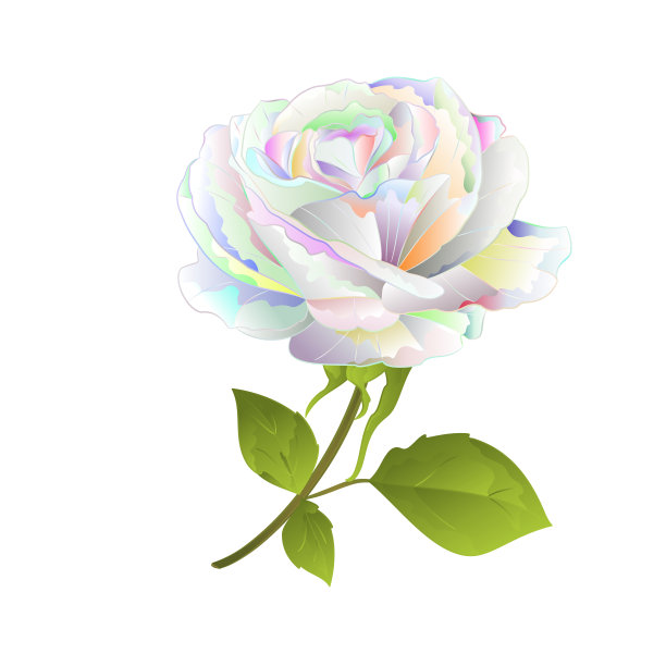 玫瑰多色在白色背景vintage矢量植物插图编辑图片下载