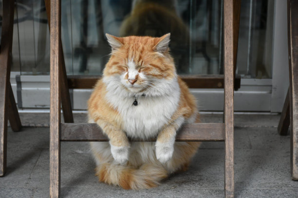 懒惰的猫。在椅子下面打个盹吧图片下载