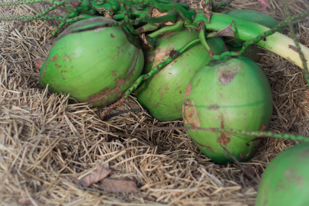 一堆青椰子，青椰子图片下载