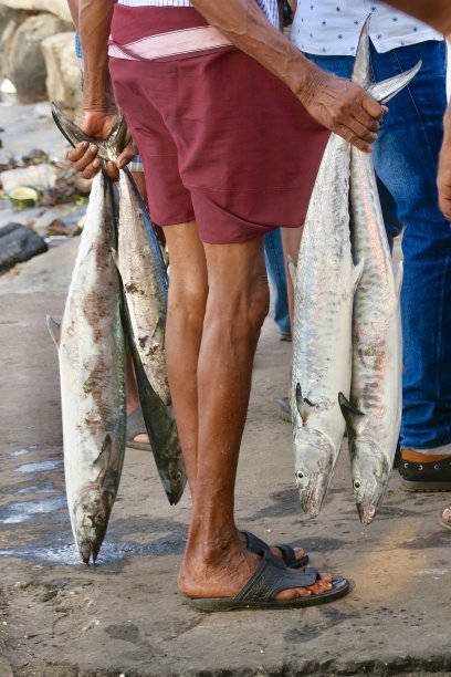 印度渔民拿着新鲜捕获的印度无鳔石首鱼/瓦胡鱼，印度喀拉拉邦科钦海鲜市场的照片，印度洋海洋鲑鱼/见神鱼/无鳔石首鱼印度太平洋国王鲭鱼图片下载