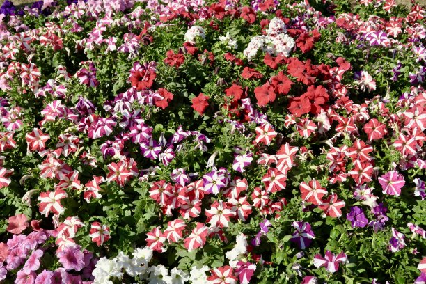 条纹红色，粉色，白色，紫色紫红色和白色的十字花科矮牵牛花生长在花园展示的容器盆中，夏季的一年生植物床上，一年生花矮牵牛花盆栽植物照片图片下载