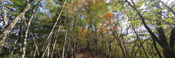 小径,东京,日本图片下载