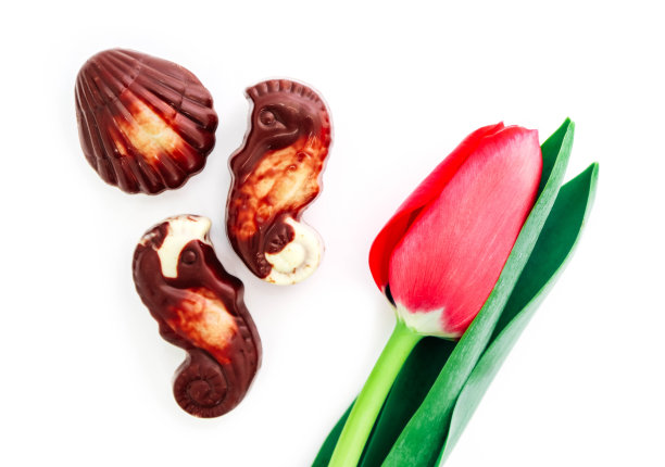 比利时果仁巧克力糖果和一朵红色郁金香花，孤立在白色背景上。春节假期现概念。图片下载