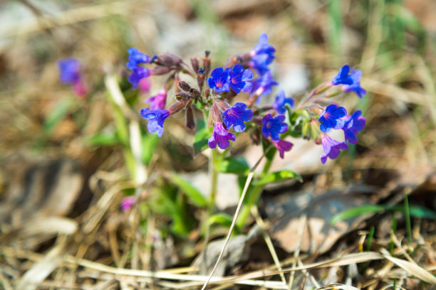 疗肺草属盛开图片下载