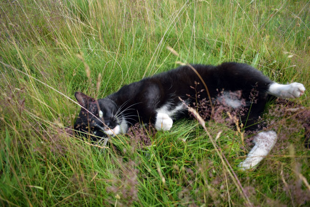 一只带白斑的黑猫躺在草地上。图片下载