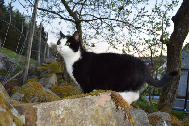 傍晚散步时，一只满身白斑的黑猫。图片下载