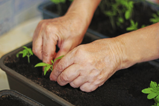 春天播种。图片下载