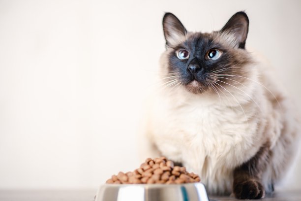 猫食碗宠物动物。巴厘人。图片下载