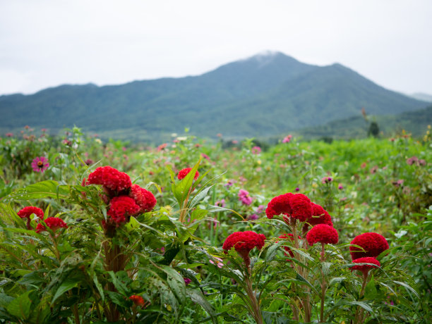 红色鸡冠花和山景背景图片下载