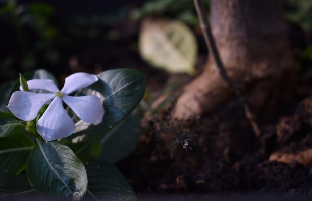 白色鲜花和平图片下载