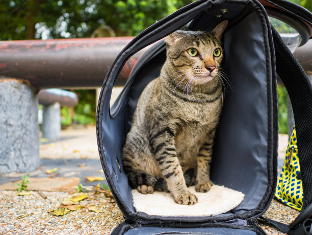 虎斑猫在旅行者背包胶囊图片下载