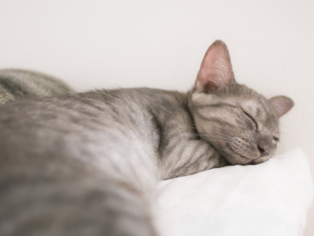 猫睡在白色的床上图片下载