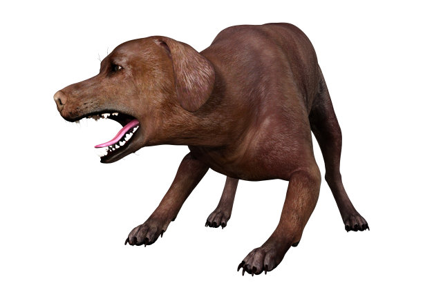 3D插图棕色拉布拉多狗在白色图片下载