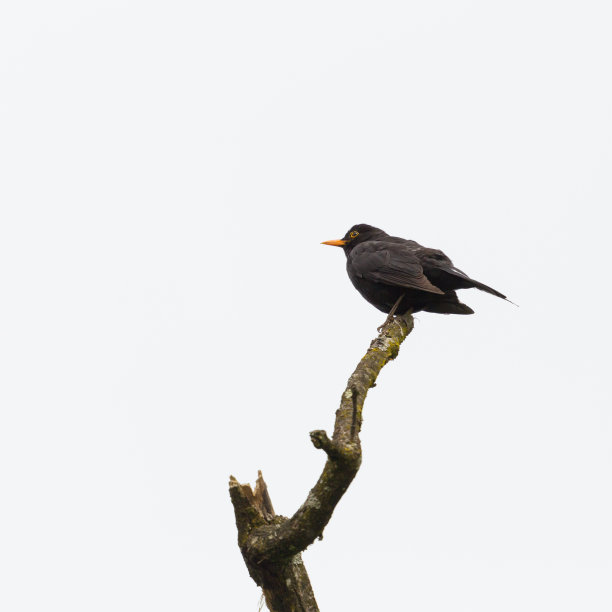 雄性黑鹂在树枝上鸣叫图片下载
